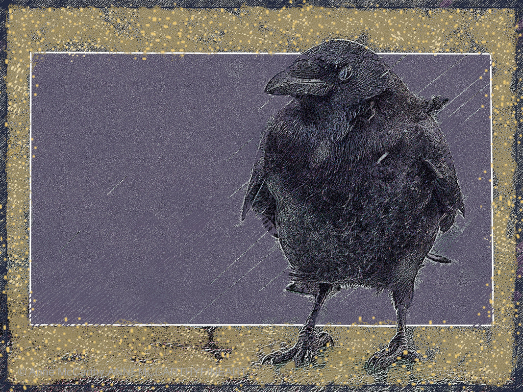 Crow, One Eye Closed Against the Rain Picture