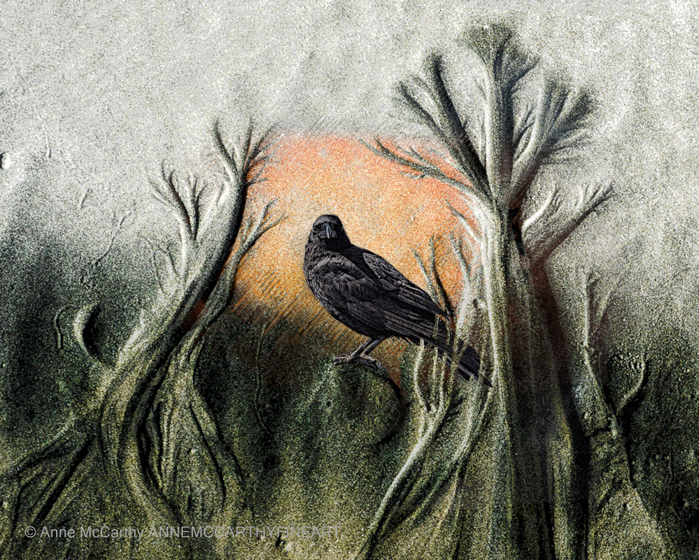 Crow in Sand Trees Picture